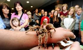 Tarantula. Spinnen- und Insekten-Ausstellung, 14. und 15. Oktober 2017
